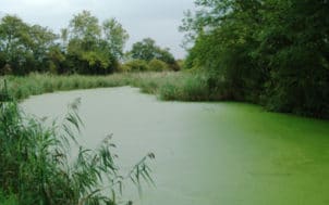 Rivière devenue verte à cause des algues.