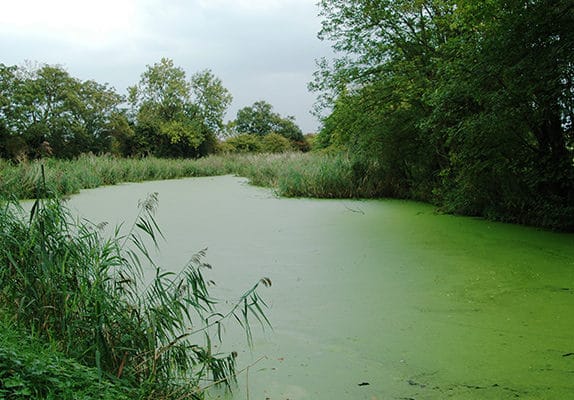 Une rivière verte