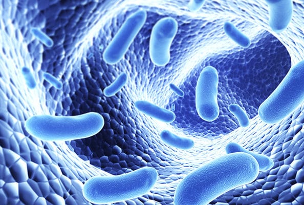 Bactéries microcospiques